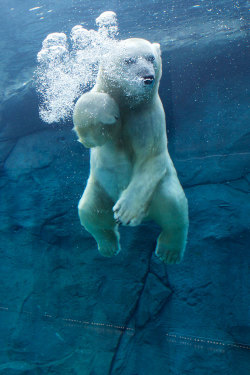 plasmatics-life:  Polar Bear | Churchill - (by Clare Kines)