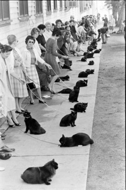     Cat audition for Sabrina the Teenage Witch for the role of Salem  i love this  new favorite photo  i really wonder which one won omg 