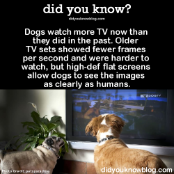did-you-kno:  Dogs watch more TV now than they did in the past. Older TV sets showed fewer frames per second and were harder to watch, but high-def flat screens allow dogs to see the images as clearly as humans.  Source