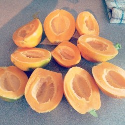 #Papaya  #babies