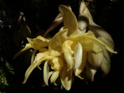 orchid-a-day:   Stanhopea warszewicziana    August 14, 2019  