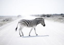 v1gilante:  Zebra in Etosha Park - Namibia