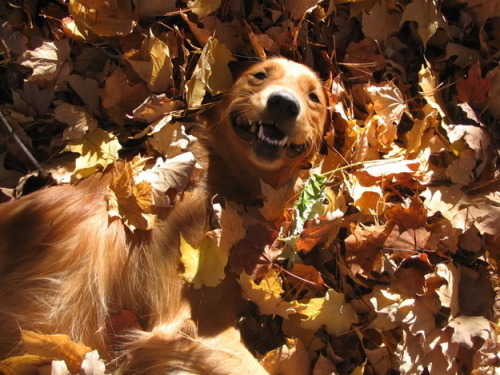 thecutestofthecute:  In honor of Autumn coming soon, here are some happy dogs that love the fall weather are aren’t afraid to show it. Have a great day everyone. 