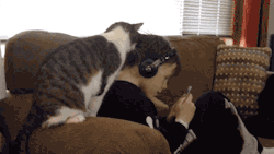 gifsboom:  This Cat Really Loves His Boy. [video]
