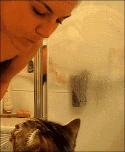 communiquesfromm:  strikelikeahawk:  Mine does this too …I thought that I had the only weird cat.  Heh, well cats do indeed like to wipe their faces on what they like or love. Part of it’s affection, but another is that they’re marking territory