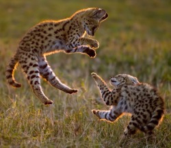 Cats &hellip; the same the world over (Serval kittens at play, Maasai Mara, Kenya)