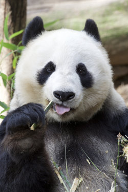 sdzoo:  Bai Yun, the grande dame of Panda Trek | photo by Mollie Rivera 