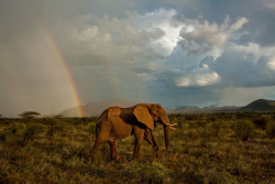 nubbsgalore:  storm over the serengeti. (click pic of link for credit x, x, x) 