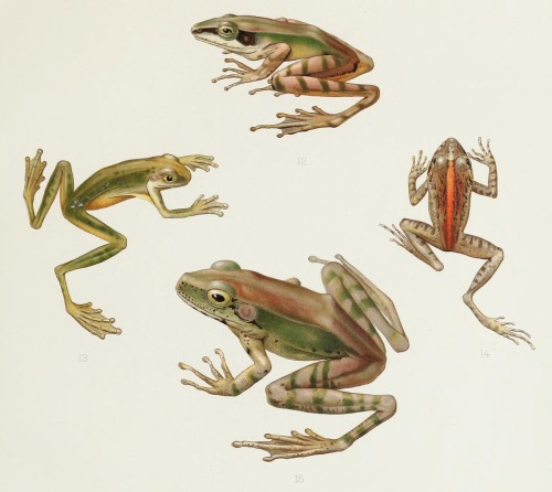 smithsonianlibraries:  Illustrations of frogs from Thomas Barbour’s  A contribution to the zoögeography of the East Indian islands  (1912).The frogs in question are: Moluccas frog (top), Horst’s tree frog (left), Papua wrinkled ground frog (right),