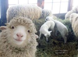 chubcakes:What a good sheep selfie.