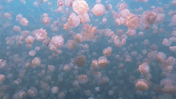 itscolossal:  Jellyfish Lake, Palau, 2015