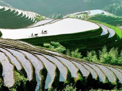 onezia:  Rice terraces, China 