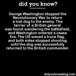 lifecanbesuchanoverdose:  did-you-kno:  George Washington stopped the Revolutionary War to return a lost dog to the enemy. The terrier of a British general was found wandering the battlefield, and Washington ordered a cease fire. The US waved a truce