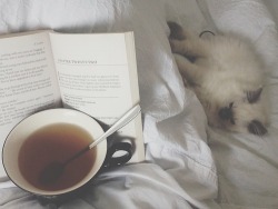 girlinawhimsicalland:  Kittens + books = love Snuggled with my own kitty, a new book, and a hot cup of tea on this particularly dark evening. Sleep well, loves.   Hnnng &lt;3