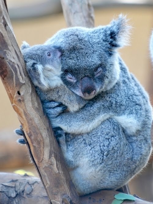 cuteness-daily:  Animals with their babies adult photos