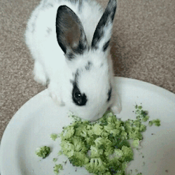 pickle-pippa:  pickle-pippa:  drigby:  At least one of my baby girls eats her greens! 🐇  Hehe icky broccoli!!! 🌿   To the ‘Know it all,’ anons…..PDSA Diet page Broccoli is completely safe, the stems can give them gas, so the florets are