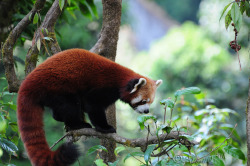 creatures-alive:  Red Panda - 1 (by Anjan05