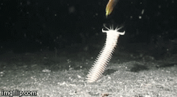 unexplained-events:  The Bobbit Worm Eunice aphroditois, dwells on the ocean floor where it buries its body waiting for its prey. They usually are around 3 feet in length, but some have been found to grow upto 4 feet long, like Barry. It uses one of