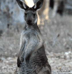 curvellas:  jcoleknowsbest:  onlylolgifs:  Air guitar kangaroo  lean wit it rock wit it!  LET THAT BOY COOK 