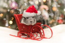 guineapiggies:     	Peter Bartlett 	  	 						 			       	 			- Merry Guinea Pig Christmas  