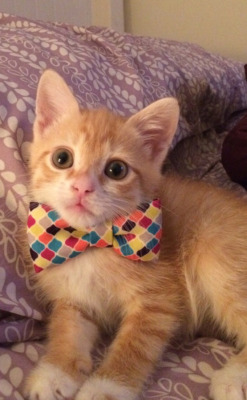 tastefullyoffensive:  &ldquo;Ollie finally grew into his bow tie.&rdquo; -taylor1021 