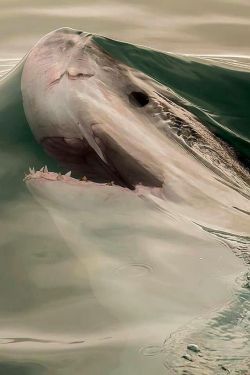 stunningpicture:  Just before a shark breaks the surface tension of the water 