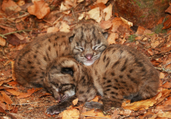 tulipnight:  Lynx Cubs in the Nest by Miha Krofel 