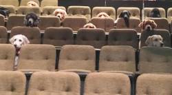 congenitaldisease:  A group of service dogs watching a production of Billy Elliot at the theater. The dogs were there for training and the theater  “It’s important to prepare the dogs for any activity the handler may like to attend,” said Laura