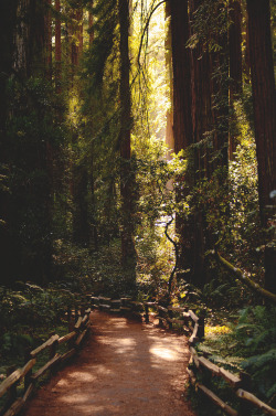 wnderlst:  Muir Woods National Monument, California | Christian Garcia