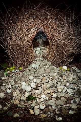 archatlas:  Ingo Arndt Animal Architecture “Every day, all over the world, animals and insects set about the purposeful tasks of designing their homes, catching their prey, and attracting their mates. In the process they create gorgeous nests, shelters,