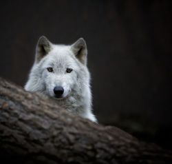 wolfsheart-blog:Lakota Wolf Stare Down by Bernadette