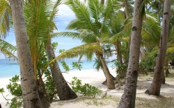 tropicri:  Tropical Blog  
