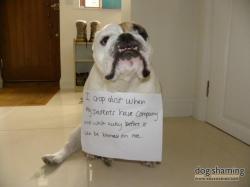 Dogshaming:  Crop Duster  This Is Jack. Jack Crop Dusts When His Parents Have Company