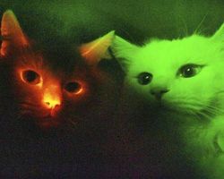 yeats-infection: polytony:  wordswithkittywitch:  luciferlaughs: Scientists have discovered how to make glow-in-the-dark cats by  inserting the jellyfish genes that create fluorescent proteins into feline eggs. I needed to check that this was real, and