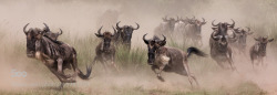 morethanphotography:  Wildbeest migration