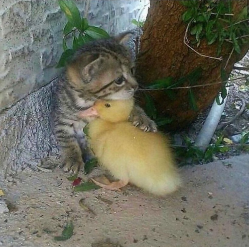 thesassyducks:  He protecc, he attacc but most importantly: he is best friends with kitty cat ✨💛 Follow @thesassyducks​ on instagram for more