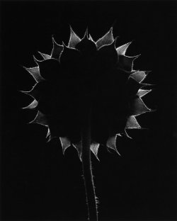 evakadmon:  Backlit Sunflower, Winthrop, Massachusetts, 1965 - Paul Caponigro 