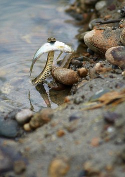 pardusnix:  guccikeychain:  he did it   Look at that nice little snake saving that fish from drowning 
