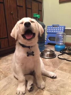 puppy-a-day:  so proud of his new name tag…