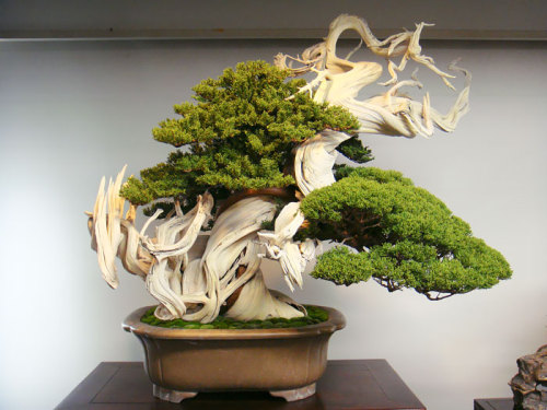 art-tension: The Most Beautiful Bonsai Trees porn pictures