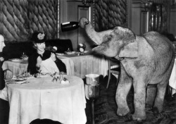 Comet, an elephant from Chessington Zoo spends the weekend as a waiter at the Trocadero Restaurant in Piccadilly Circus, London, December 1938.