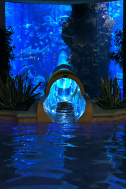r2–d2:  Water Slide at the Golden Nugget