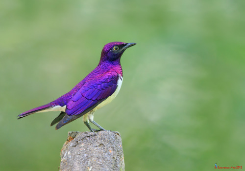 fat-birds:  Violet Backed Starling by LawrenceNeo porn pictures