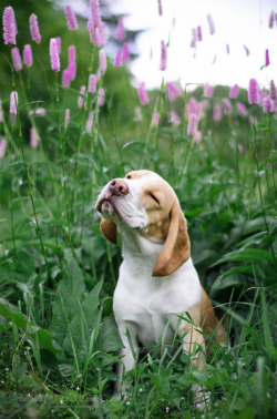handsomedogs:  Anastasia Evdokimova | fun beagle