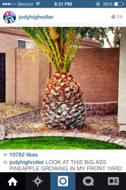 hip-hop-lifestyle:  whybrandon:   rapper riff raff mistakes a palm tree for a pineapple   rapper riff raff is growing a big ass pineapple in his front yard.