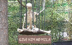 ihatejonarbuckle:  ihatejonarbuckle:  jon arbuckle wants to deny this innocent skeleton calcium give the skeleton milk!  reblog to give this innocent skeleton milk 