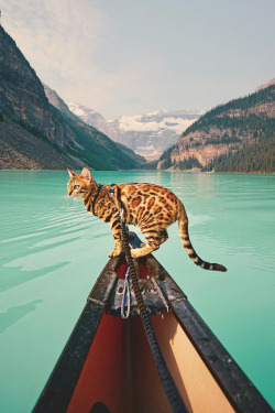 banshy:  Lake Louise by Suki The Cat
