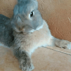 bony-the-bunny:  Always clean and prepared for everything 