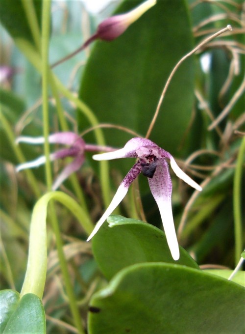 orchid-a-day:  Pleurothallis anthraxSyn.: Ancipitia anthraxMay 18, 2020 