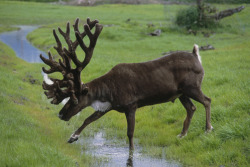bad-mojo:  cariboumythos:  Bull caribou with atypical antlers crosses a small stream at the Alaska Wildlife Conservation Center during Summer in Southcentral Alaska. - X  that’s the goddamn forest spirit from mononoke hime 